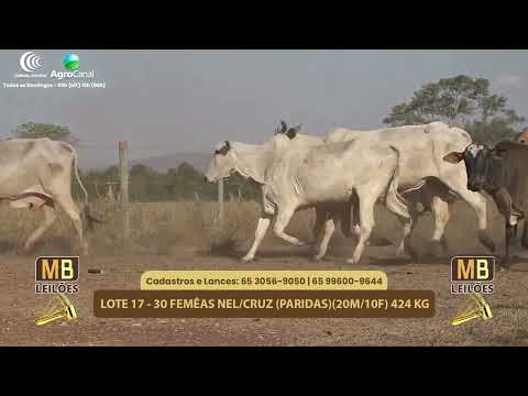 517 LEILO VIRTUAL MB LEILES