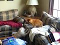 Henry and the Cat Fighting!! Henry and the Cat Fighting!!