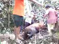 Lembu Masuk Perigi Tuut 4