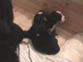 Bernese  Mountain Dog - ORECAN - 3 pups - 12 days