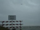 Seagull struggles against Hanna