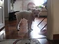 my dog, snowy, howling to phone E.T to phone home...