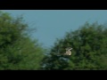 Jorduggla Short-eared Owl (Asio flammeus)