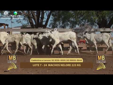513� LEIL�O VIRTUAL MB LEIL�ES