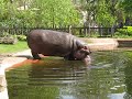 Hippo at the Antwerp Zoo
