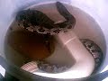 snake found in my drain