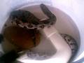 snake found in my drain