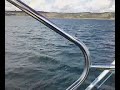 Basking Shark Aug 2008 Coverack