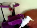 cat vs bird