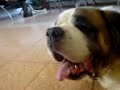 Baloo at Beit Dagan: Friends in Animal Places, ep. 004