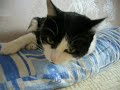 眠りネコ動画