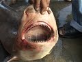 Story of Sundarbans