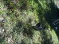 videos de Sakkarra chinese cresteds Ninja 8 wks