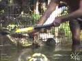 Rattlesnake Rescue