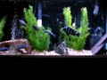 Pseudotropheus Demasoni Tank