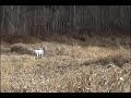 pheasant hunting with and english setter