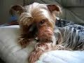 ???????????Yorkshire terrier ???????????Yorkshire terrier
