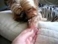 ヨークシャー・テリア Yorkshire terrier
