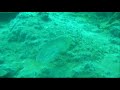 Cuttlefish
