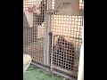 Orangutan charades Orangutan charades