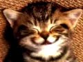 Click here to watch this video Kucing Cute