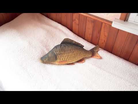 Video Chata 4+1 v Sýkořici s terasou, garáží a s krásným výhledem na Berounku