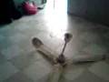 videos de el ventilador-L.B.S