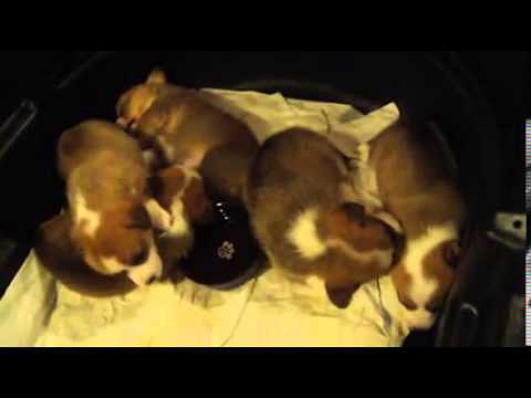 cosmiccorgisbreedingsnoring