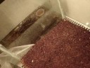 breeding crickets everything needed to know! breeding crickets everything needed to know!