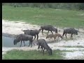 Injured Wildebeest Calf Dec 31