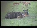 Injured Wildebeest Calf Dec 31
