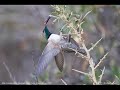 Aves Sudamérica 5 Aves Sudamérica 5