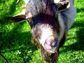 Act the goat Act the goat