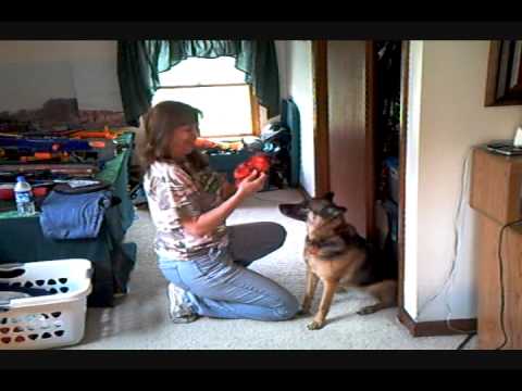 Dog Plays Joke