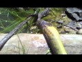 Snake Eating Lamprey