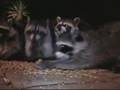 Racoons caught on tape