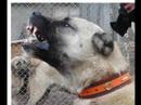 pitbull,kangal,kurt