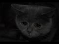 videos de Xeno sings Randy Newman
