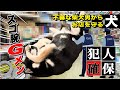 柴犬が万引きGメンに狙われた日のこと