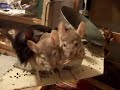 Chinchillas Chewing on Things