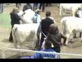 Miss Heifer USA II