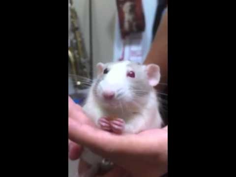Elmo being adorable