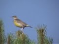 Eastern Meadowlark