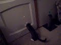 Kitties +Lazer = Fun! Kitties +Lazer = Fun!