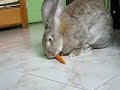 The quintessential \"bunny eating carrot\" scene The quintessential \"bunny eating carrot\" scene