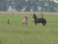 Alpa in actie