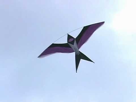 Bird Kites at Dieppe