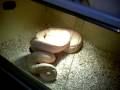 videos de My 17 foot python eating a rabbit