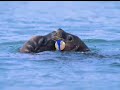 Fun Animals