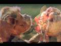 Fun Animals